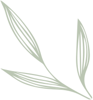 Kasvi